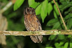 Tawny-bellied Screech-Owl